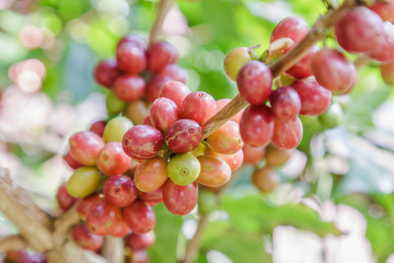 Fresh coffee beans on tree.