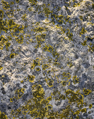 lichens