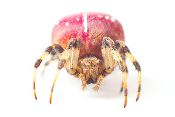 Large red spider with white color speck on body isolated on a white background