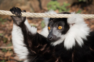 Maki Vari - Lémurien