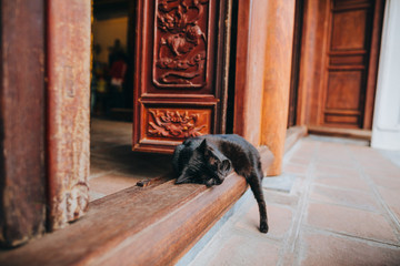 close-up view of black cat sleeping on entrance to old building in Hanoi, Vietnam