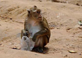 Monkey starting distracted from eating nuts 