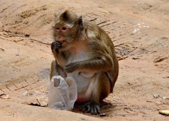 Monkey eating nuts from carrier bag 