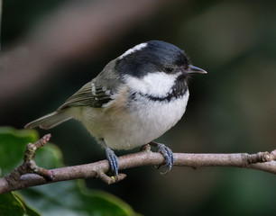 Fototapeta premium The coal tit is a passerine bird in the tit family, Paridae. It is a widespread and common resident breeder throughout temperate to subtropical Eurasia and northern Africa.