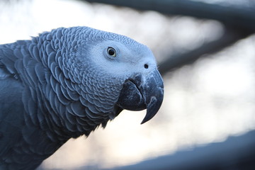 Obraz premium Grey Parrot
