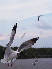 Seagulls in mangrove forest reserve bangpoo Thailand