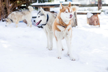 Fototapeta na wymiar Cooper husky in the snow 