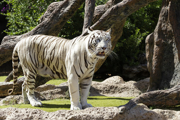 White tiger also called bleached tiger