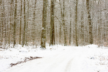 Country road through a beech forest on a cold winter day just after some snowfall. Blekinge in southern Sweden.