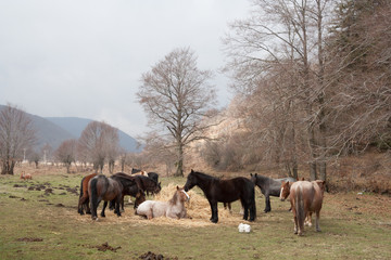 horses grazes in the clearing