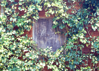  plant and window texture background