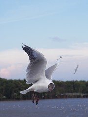 Seagulls in mangrove forest reserve bangpoo Thailand