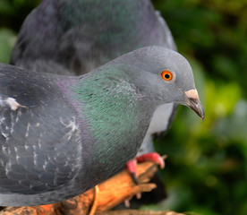 Feral pigeons feeding in urban house garden on seed.
