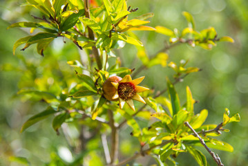 Fototapeta premium Fruit on a pomegranate tree