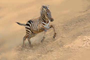 Zebra,