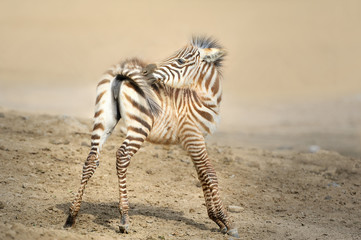 Zebra,