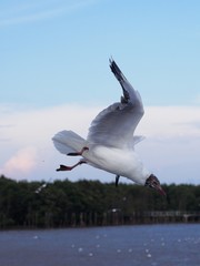 Seagulls in mangrove forest reserve bangpoo Thailand