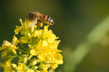 The bee sucks nectar from yellow flowers