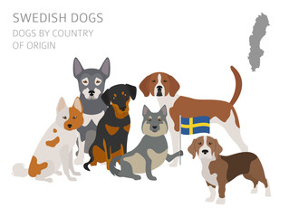 Dogs by country of origin. Swedish dog breeds. Infographic template