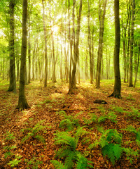 Obraz premium Forest of Beech Trees, sunbeams through fog, ferns covering the ground