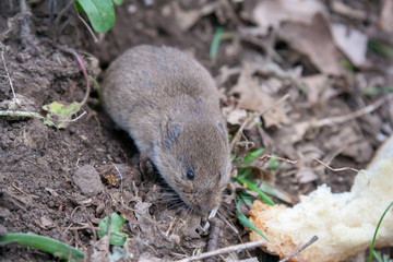 country mouse out of the den