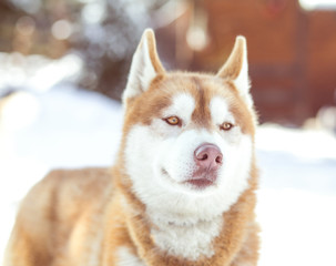 Cooper husky in the snow
