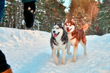 Merry Siberian husky dogs run for hostess for walk in winter forest. Black and white and red husky walk in snowy park.