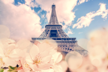 Naklejka na ściany i meble Cherry blossom, Eiffel tower in the background, spring in Paris France