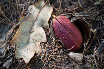 Acorns germinate in the forest