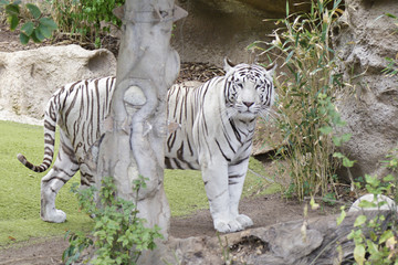 White tiger also called bleached tiger