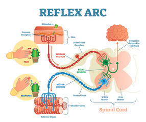 Spinal Reflex Arc anatomical scheme, vector illustration, with spinal cord, stimulus pathway to the sensory neuron, relay neuron, motor neuron and muscle tissue.  - obrazy, fototapety, plakaty