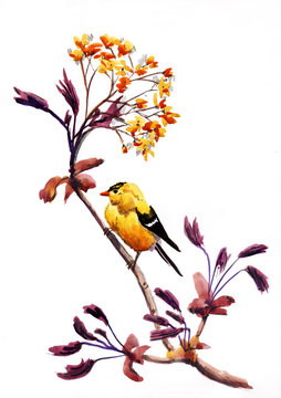 Рисунок акварелью "Желтая птица на цветке"