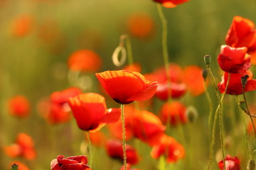 Naklejka premium spring poppy field