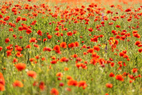 spring poppy field © Evgenii