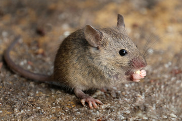 Mouse in urban garden looking for food.