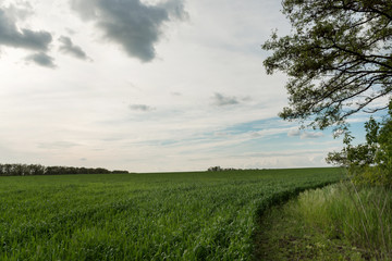 Fresh green field of wheat. landscape with sky and trees