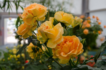 very nice yellow bed rose for the garden