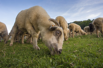 Pieniny - Owca pasąca się na pastwisku