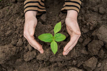 little sprout and female hands holds green leaves