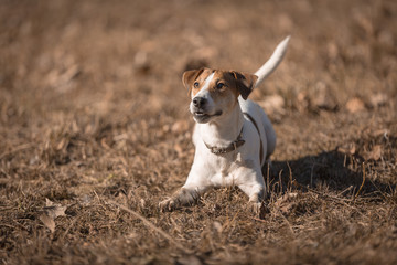 Jack russel
