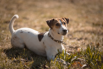 Jack russel