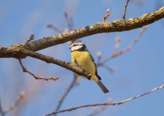 Parus caeruleus