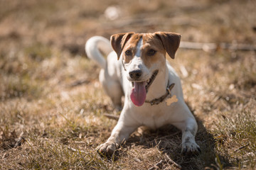 Jack russel