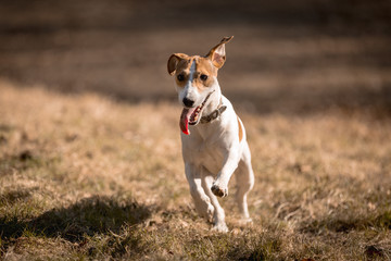 Jack russel