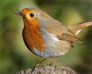 The European robin, known simply as the robin or robin redbreast in the British Isles, is a small insectivorous passerine bird.