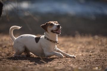 Jack russel