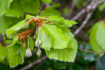 leaves and inflorescence of beech - obrazy, fototapety, plakaty