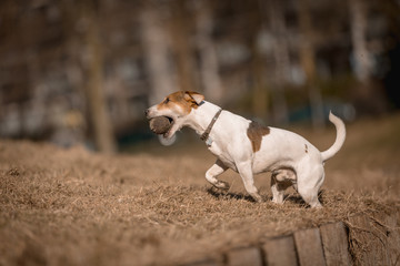 Jack russel
