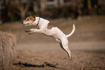 Jack russel
