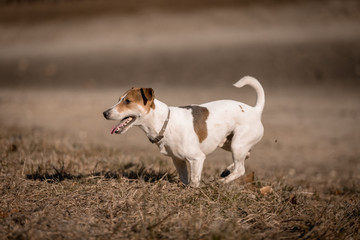 Jack russel